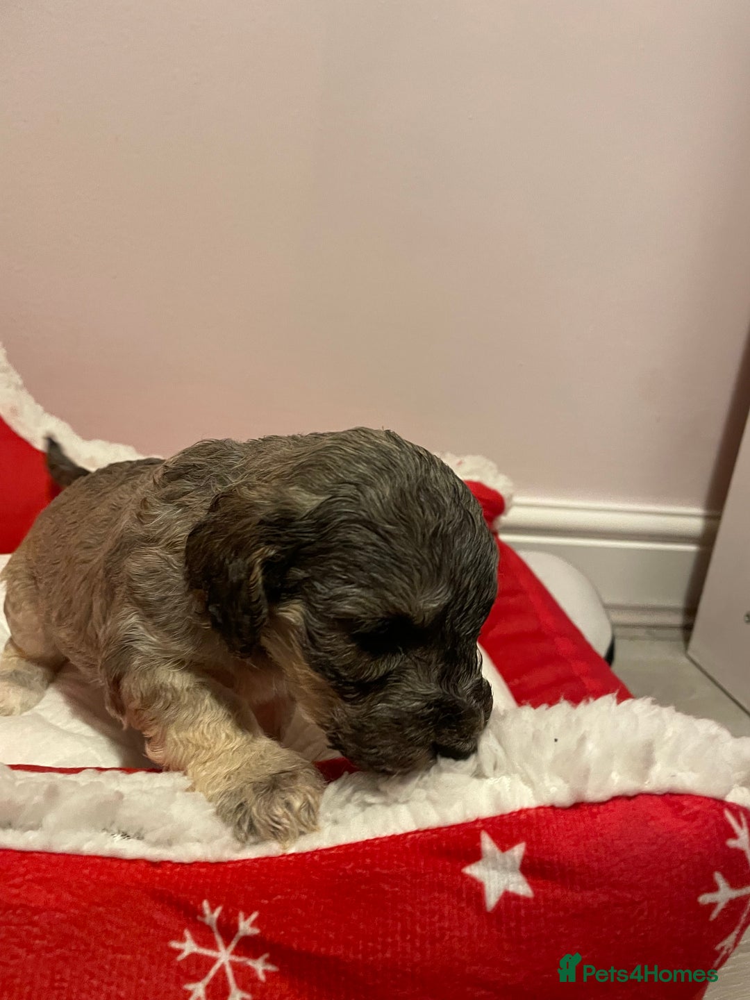 Cockapoo dogs for sale: 8 gorgeous F1 Cockapoos - Advert 8