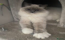 Ragdoll cats for sale: Female ragdoll - Image 4