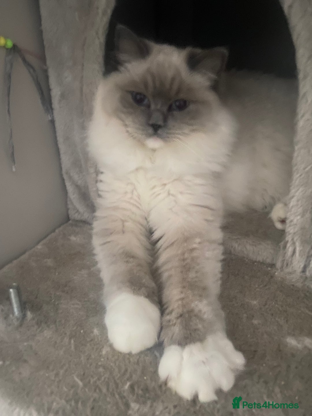 Ragdoll cats for sale: Female ragdoll - Image 4