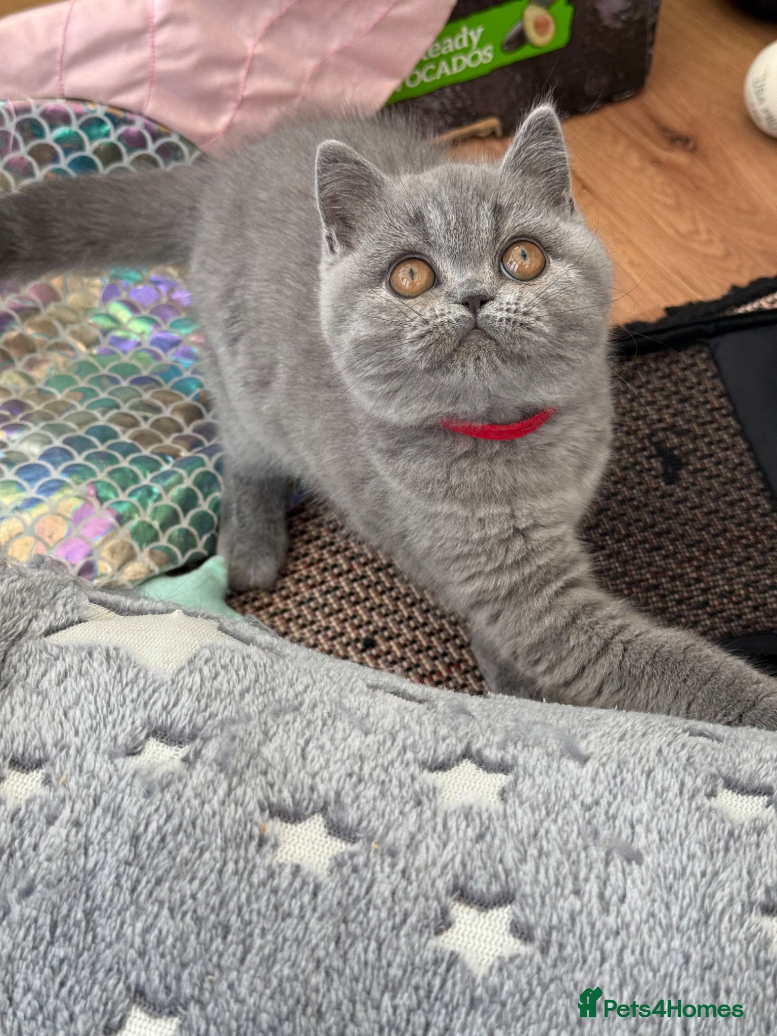 British Shorthair cats for sale: Pedigree British Shorthair Kittens ready to go! - Advert 12