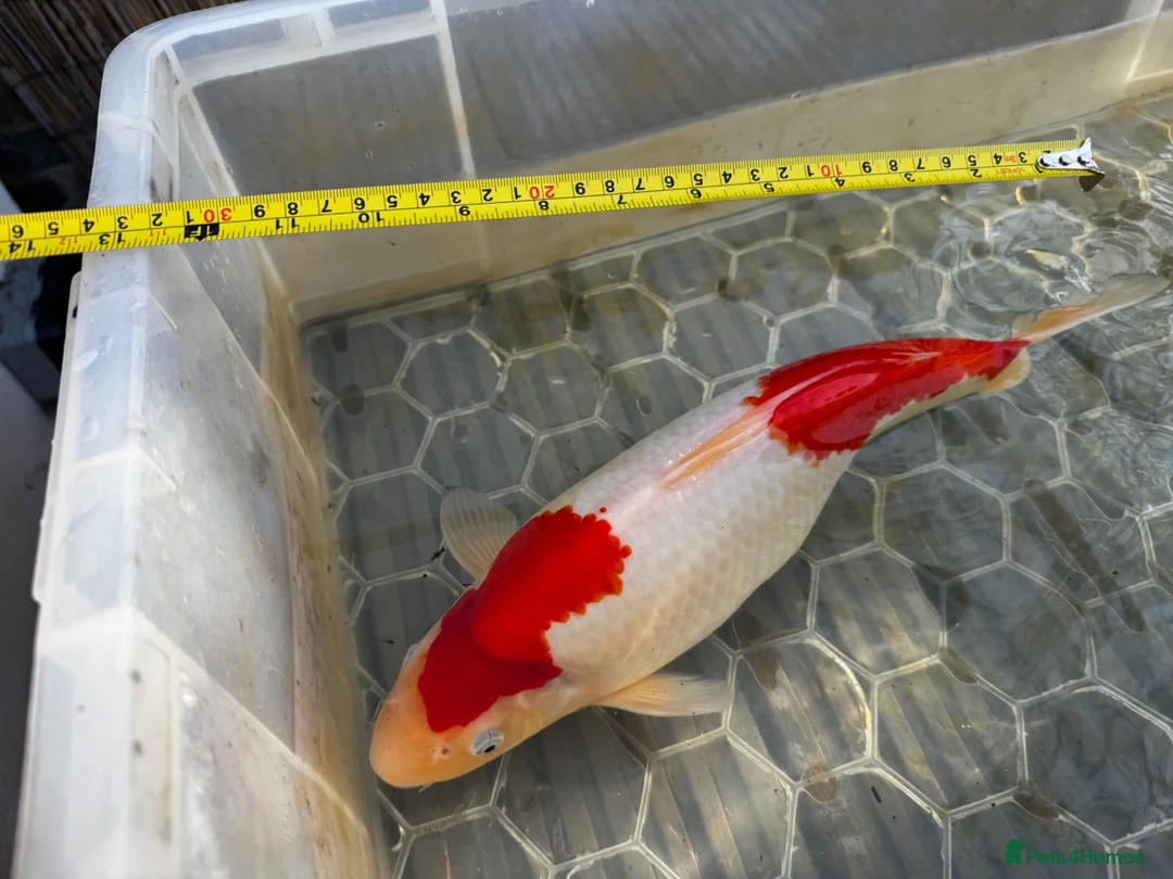 Koi Carp fish for sale: 3 x Large Koi for sale  in Chatham - Advert 6