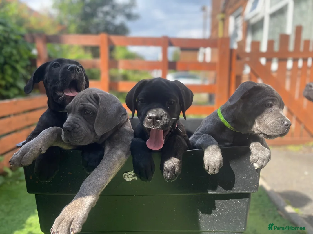 Cane Corso dogs for sale: 8+ Gen Cane Corso Pups - Advert 2