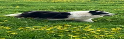 Border Collie dogs for sale: Outstanding border collie puppies  - Advert 8