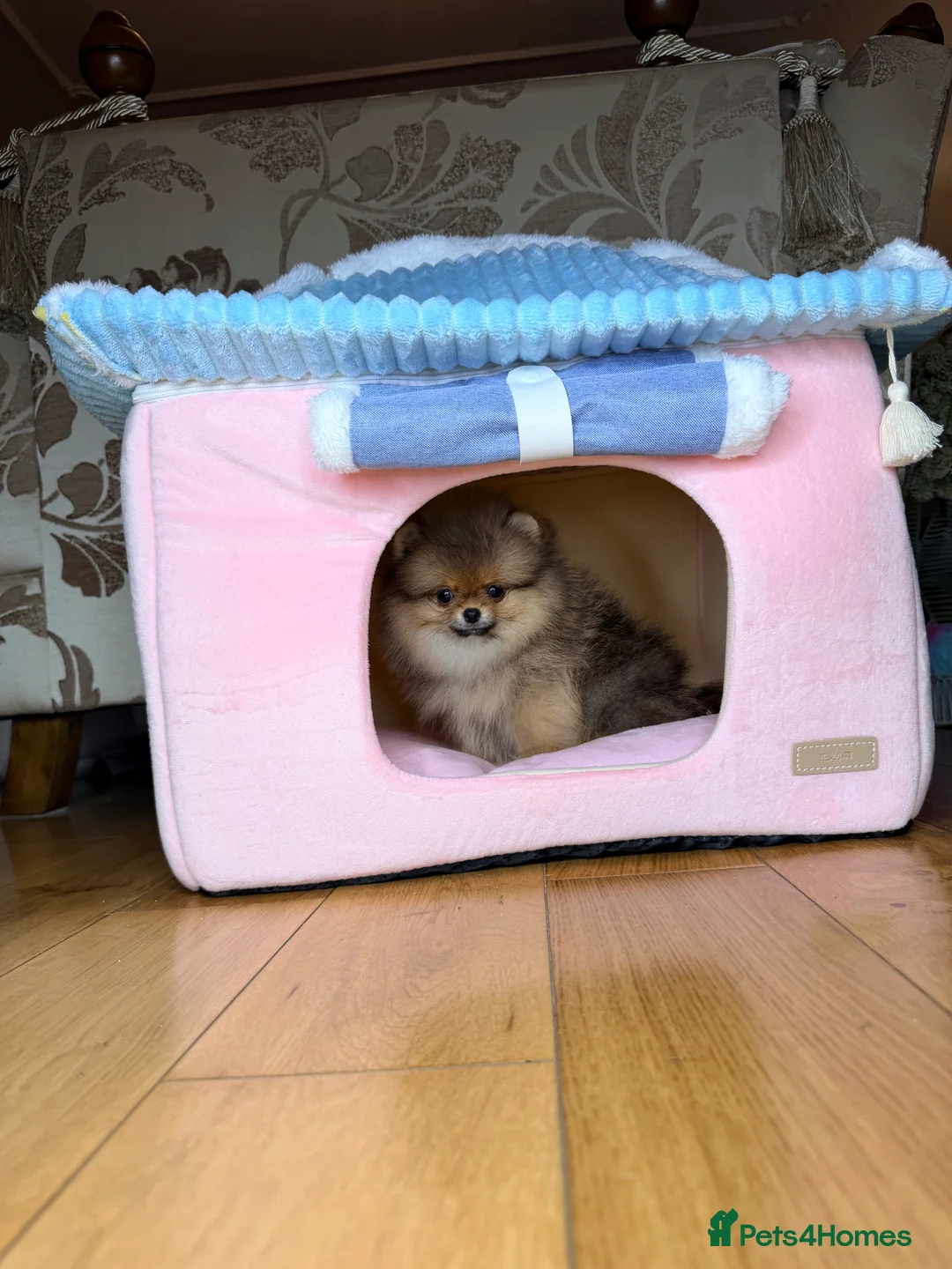 Pomeranian dogs for sale: Orange teddy bear type Pomeranian boy and girl - Advert 39