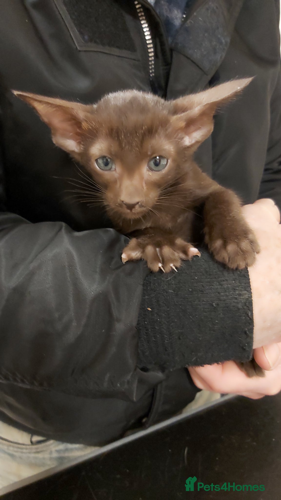 Oriental cats Full Pedigree Oriental 2 Kittens XL size ears GCCF - Advert 1