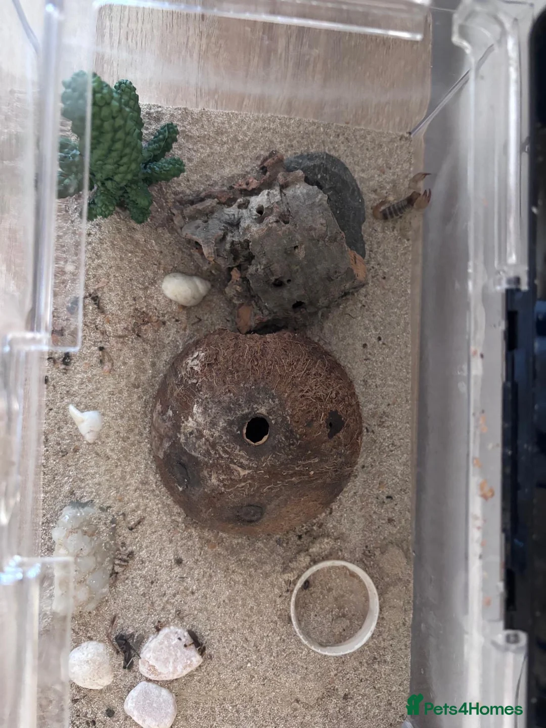 Scorpions invertebrates for sale: Desert Scorpion  in Porth - Advert 2