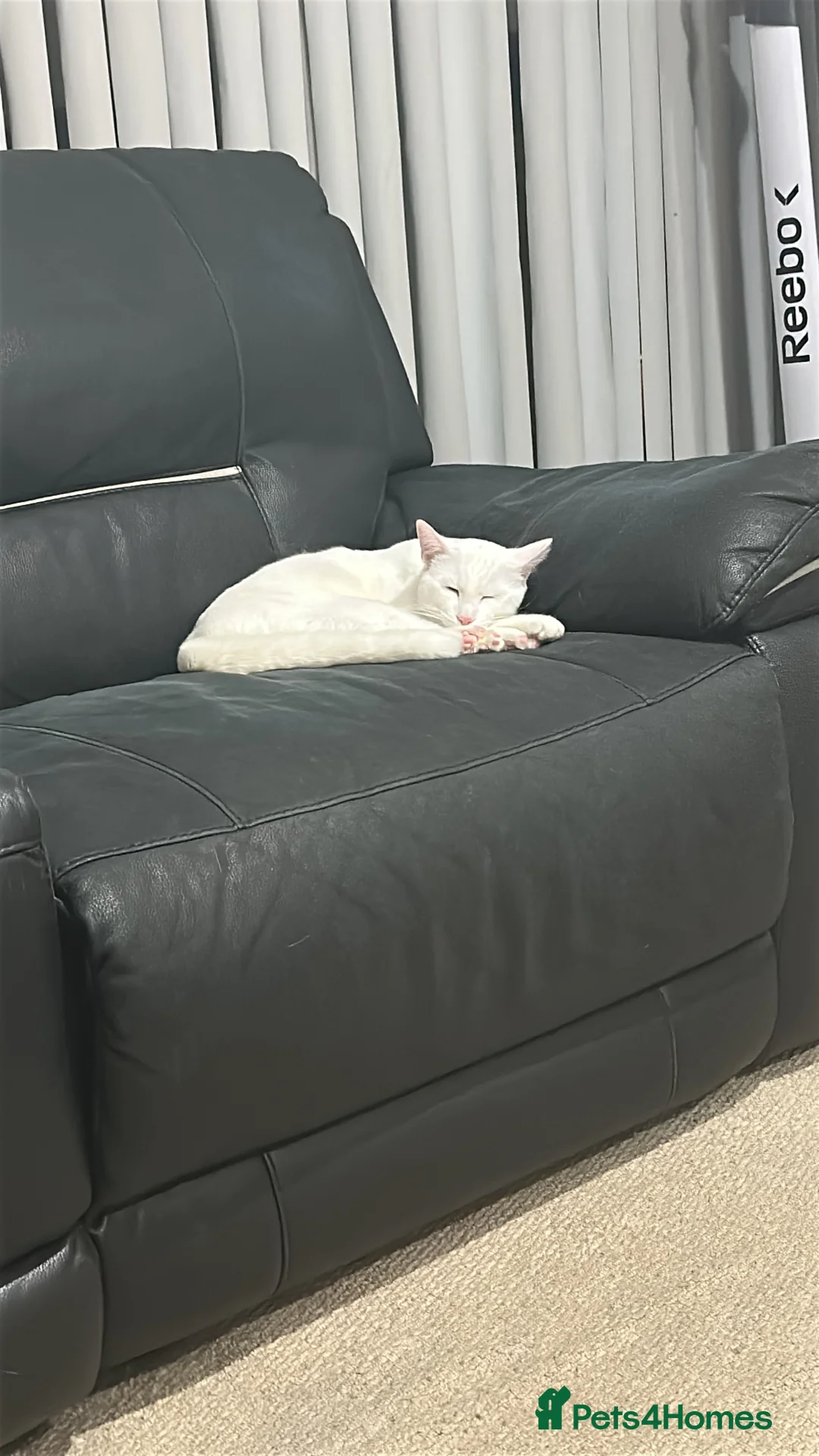 Mixed Breed cats for sale: Snowy  - Advert 4