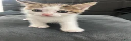 Mixed Breed cats for sale: 4 kittens  - Advert 11