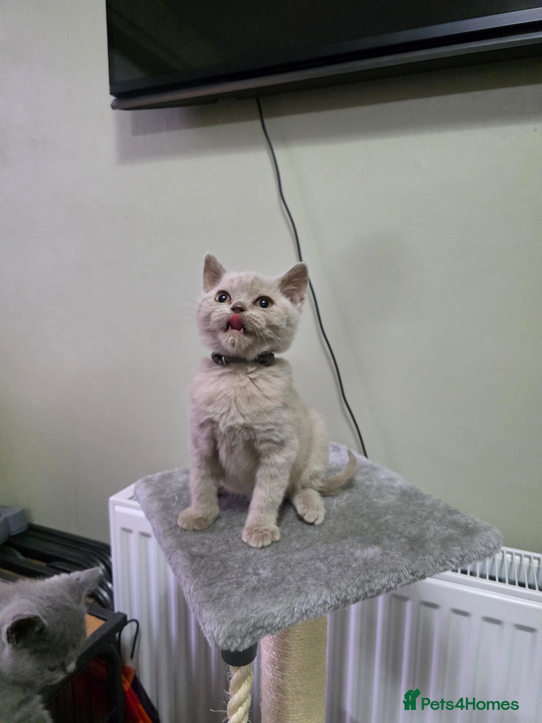 British Shorthair cats for sale: Beautiful British shorthair kittens - Image 35