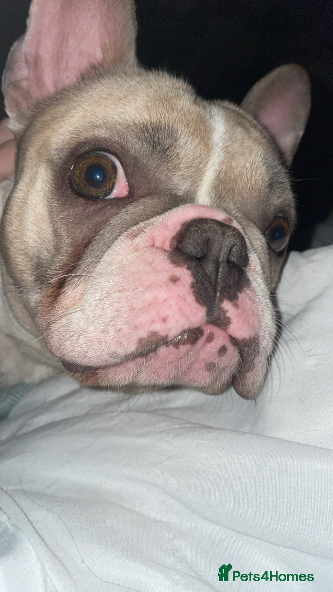 French Bulldog dogs for sale: Harley-Loving Female French Bulldog pet free home - Advert 4
