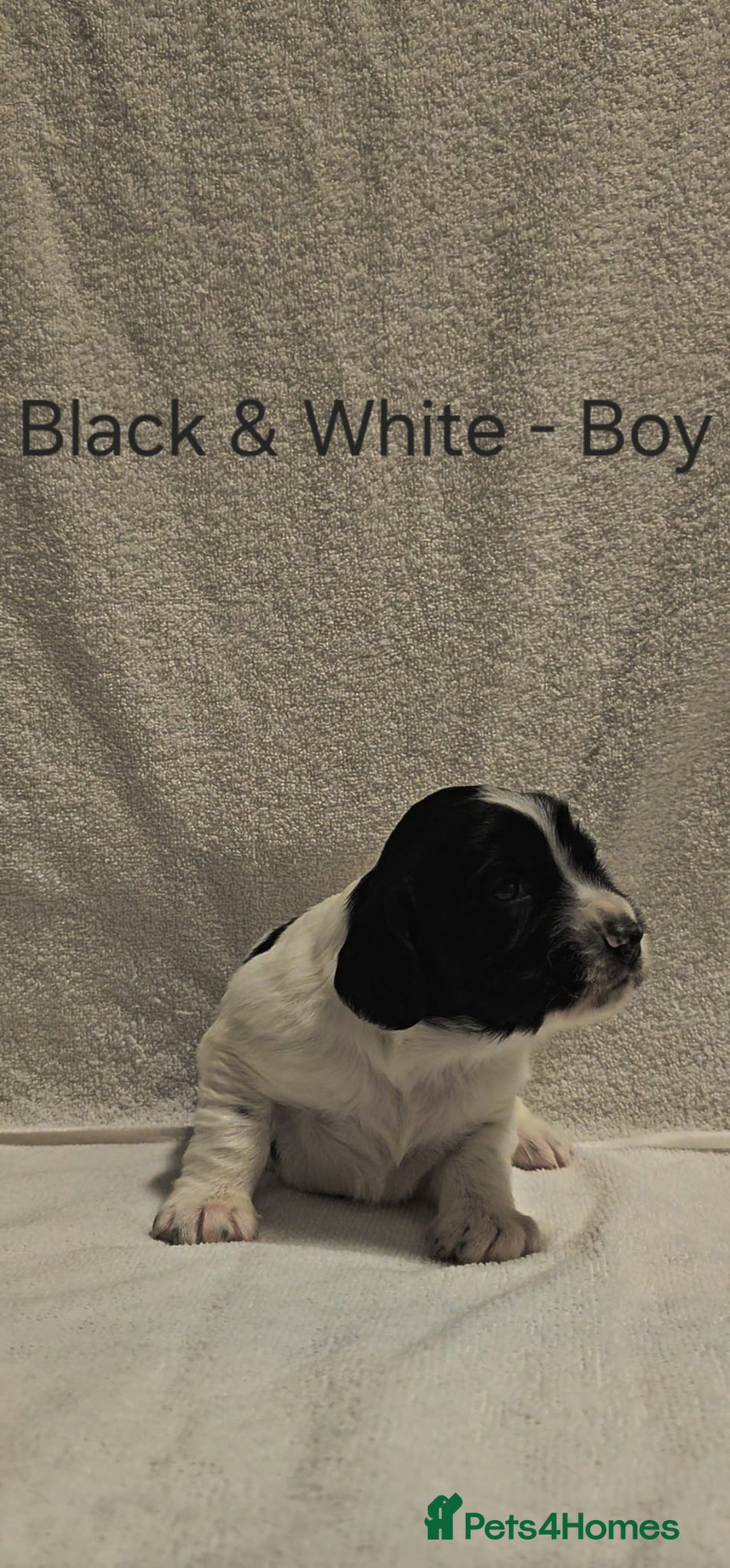 Sprocker dogs for sale: Adorable Sprocker Puppies  - Image 9
