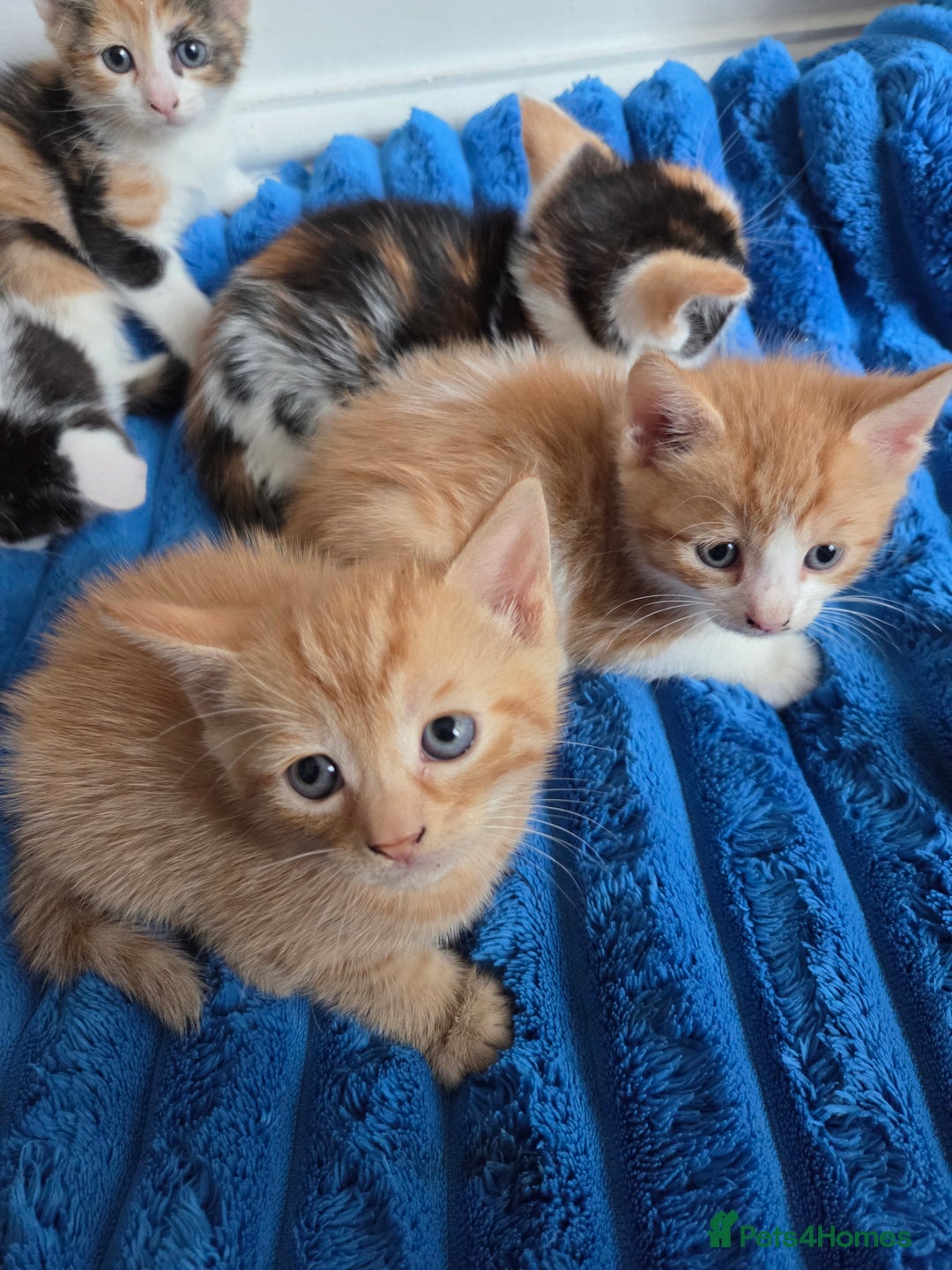 American Shorthair cats for sale: Gorgeous 8 Week Old Kittens - Image 4