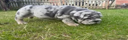 English Bulldog dogs for sale: Top Quality English Bulldog Pups Not Your Usual  in Colchester - Advert 34