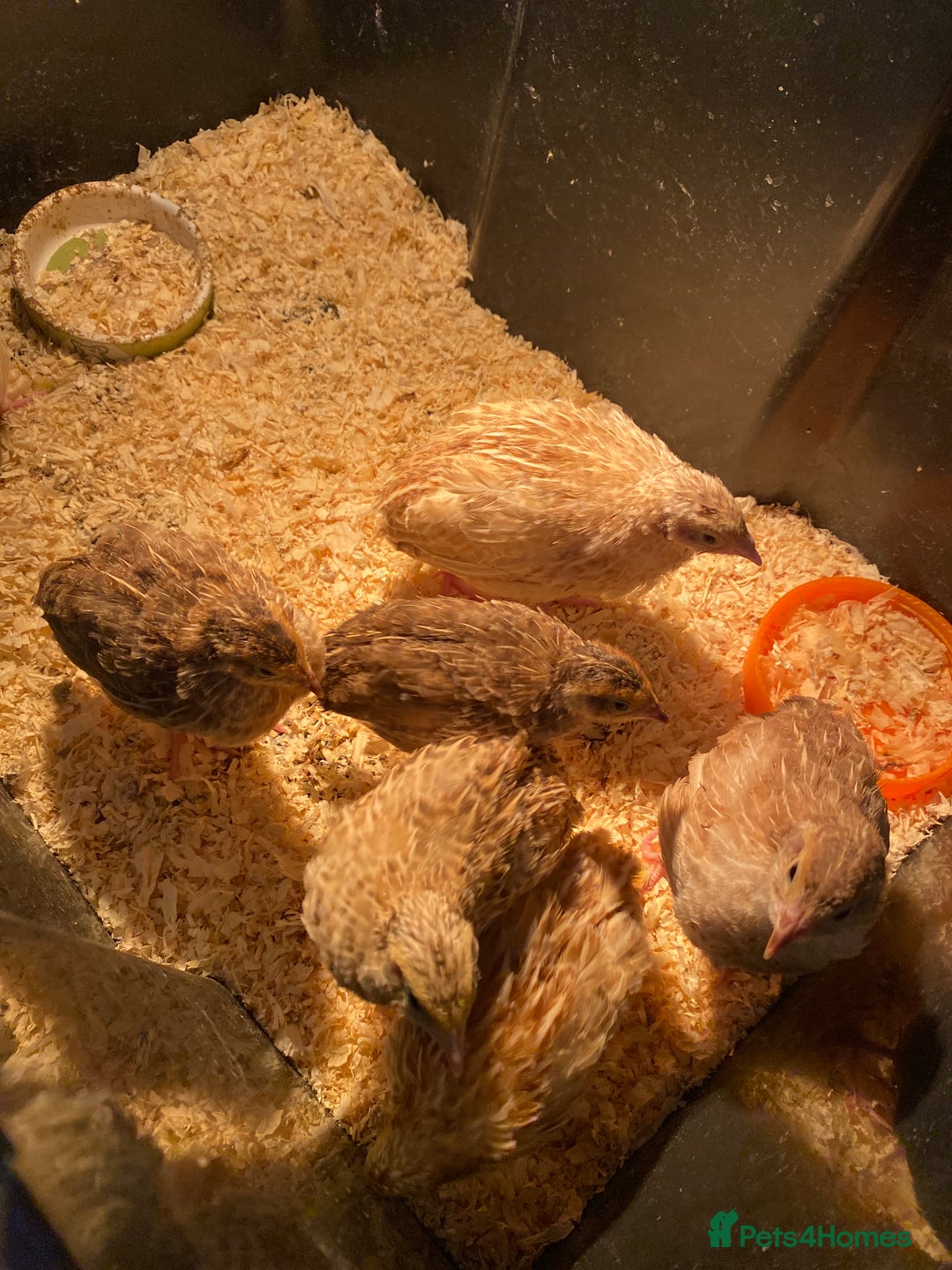 Quail poultry for sale: Quail male and female - Advert 3