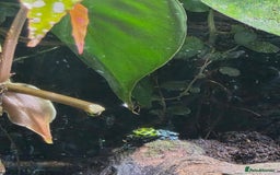 Frog reptiles for sale: Dart frogs plus viv  - Advert 5