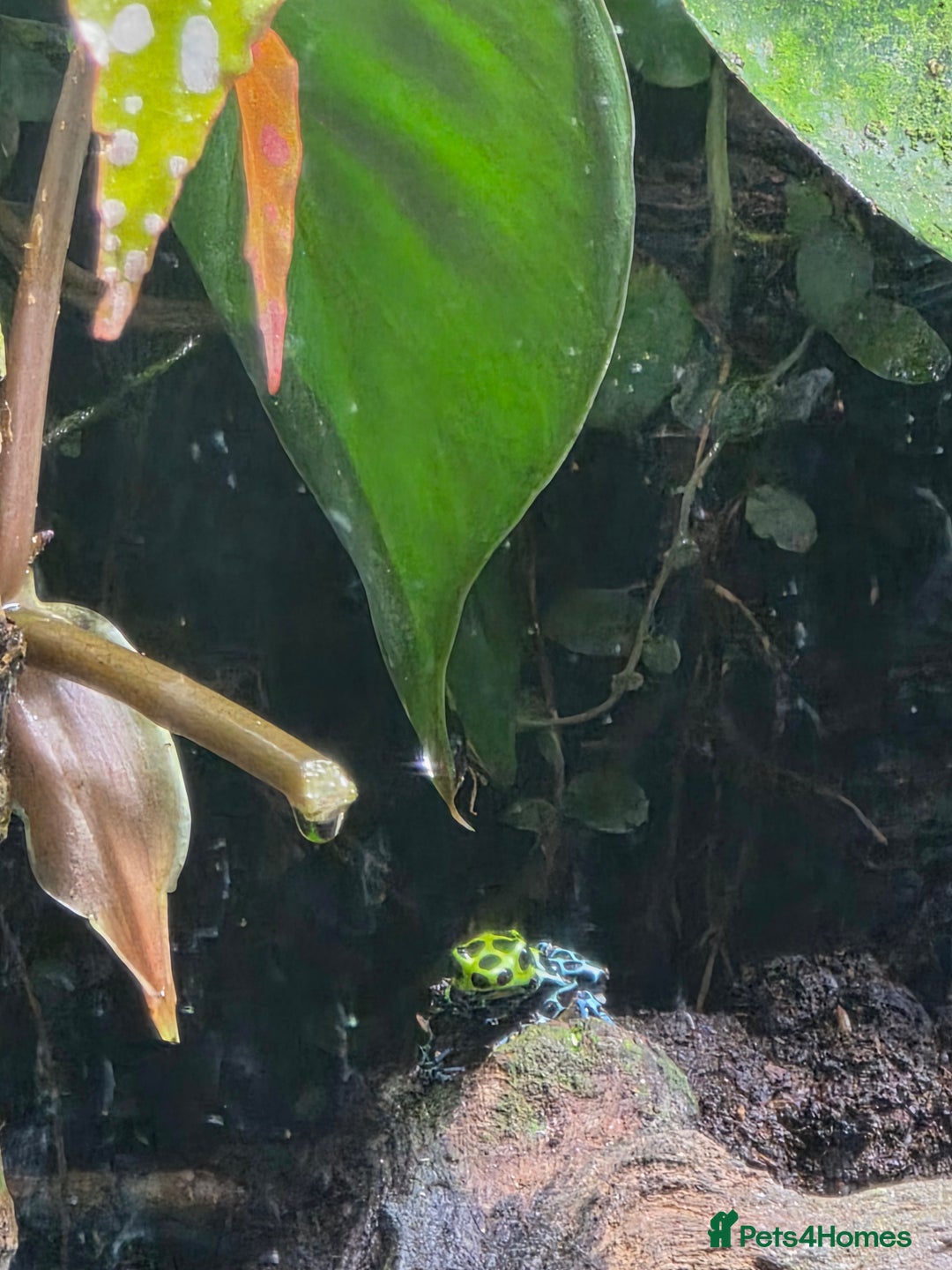 Frog reptiles for sale: Dart frogs plus viv  - Advert 5