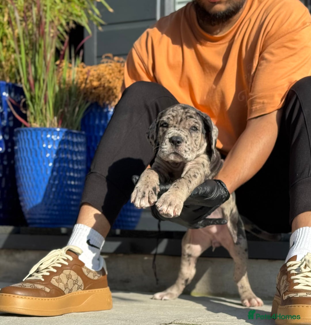 Mixed Breed dogs for sale: Last Four Mastiff pups available  - Image 35