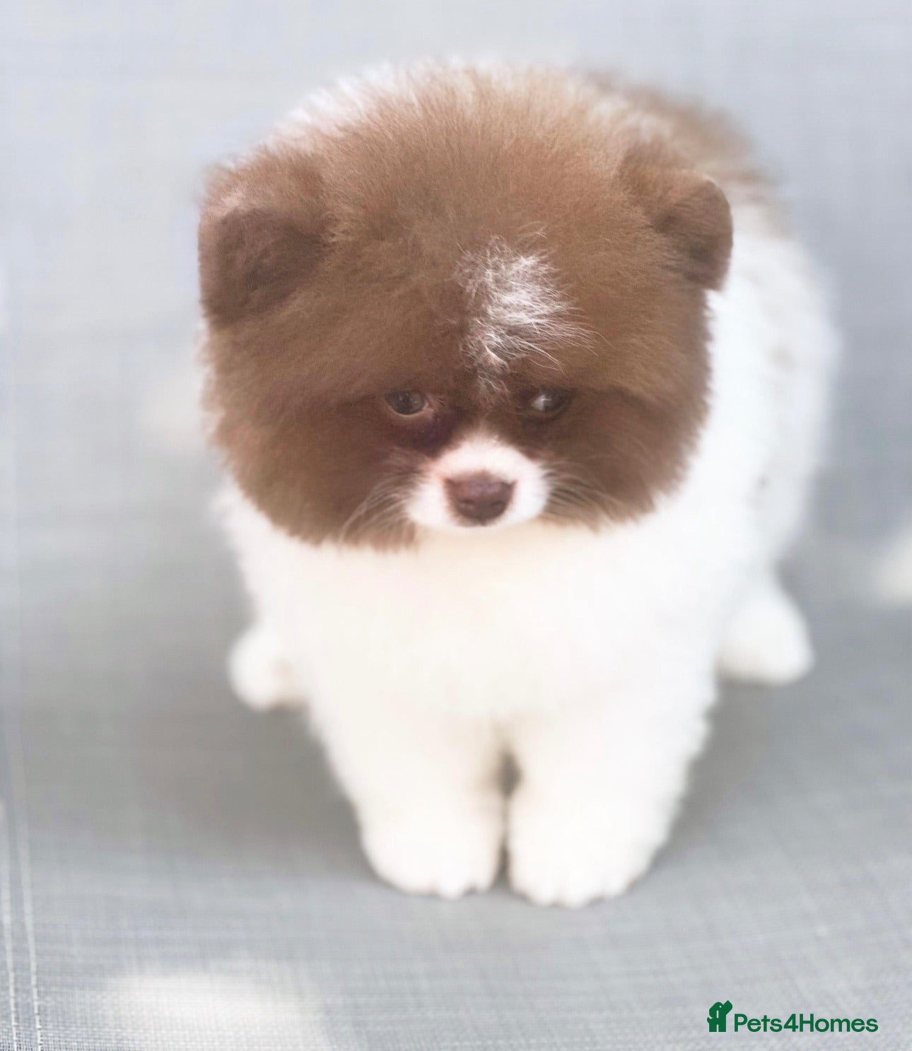 Pomeranian dogs ✨KC Champion bloodline ✨Teddy bear Poms  - Advert 2