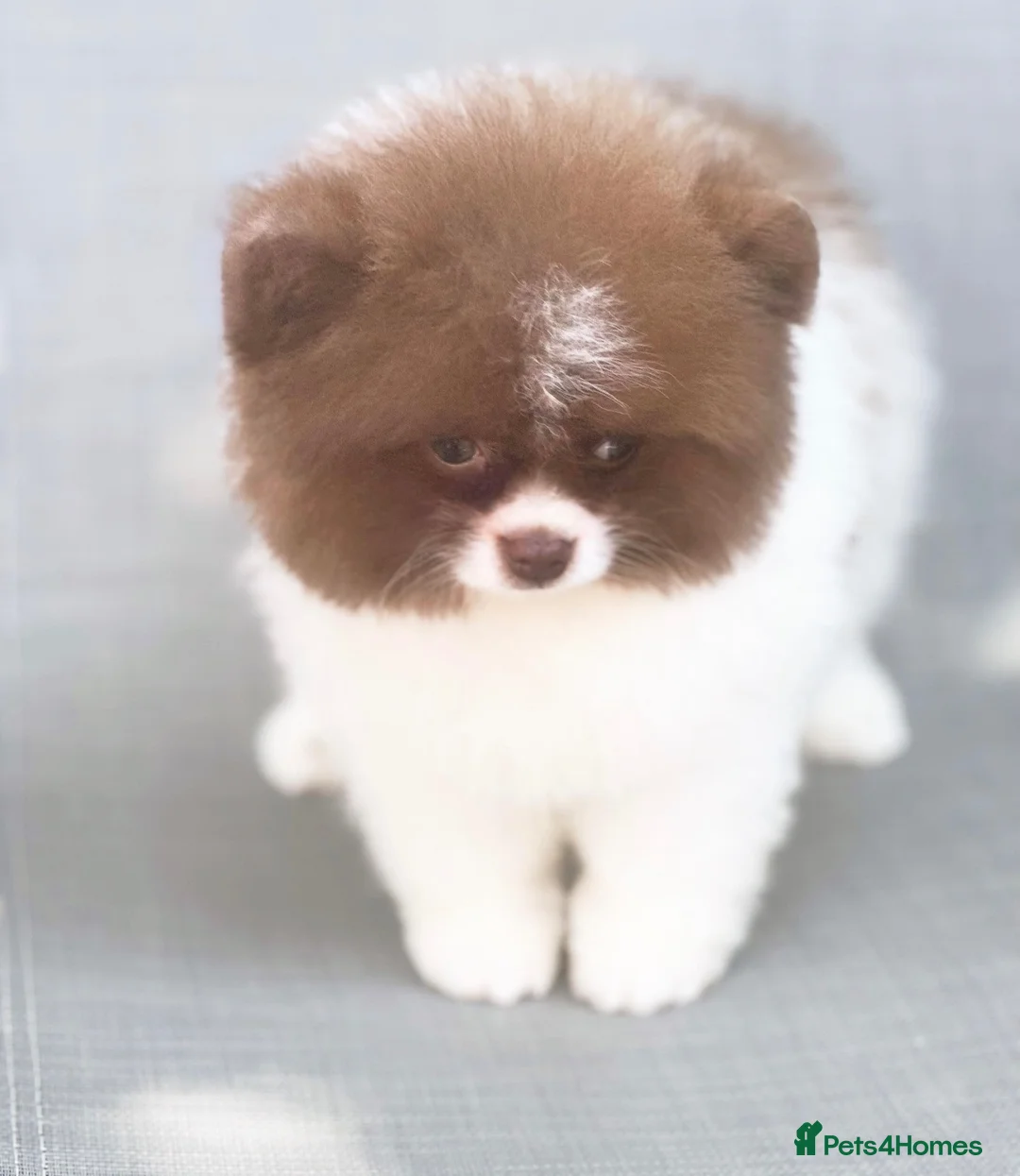 Pomeranian dogs for sale: ✨KC Champion bloodline ✨Teddy bear Poms  - Advert 2