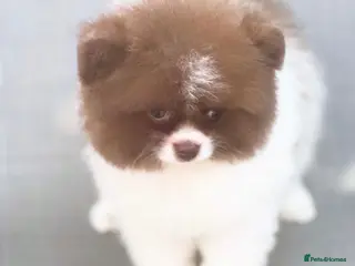 Pomeranian dogs ✨KC Champion bloodline ✨Teddy bear Poms - Advert 4