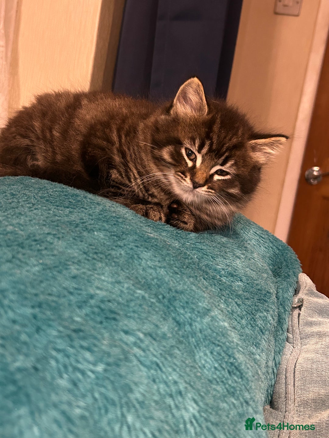 Mixed Breed cats for sale: Maine Coon cross kittens  - Advert 6