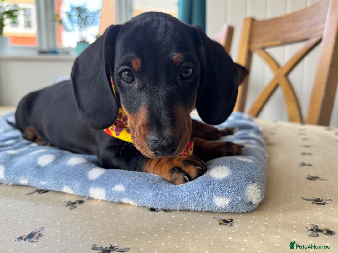 Miniature Dachshund dogs for sale: Last Boy *KC, PRA clear mini Dachshund puppies - Image 29