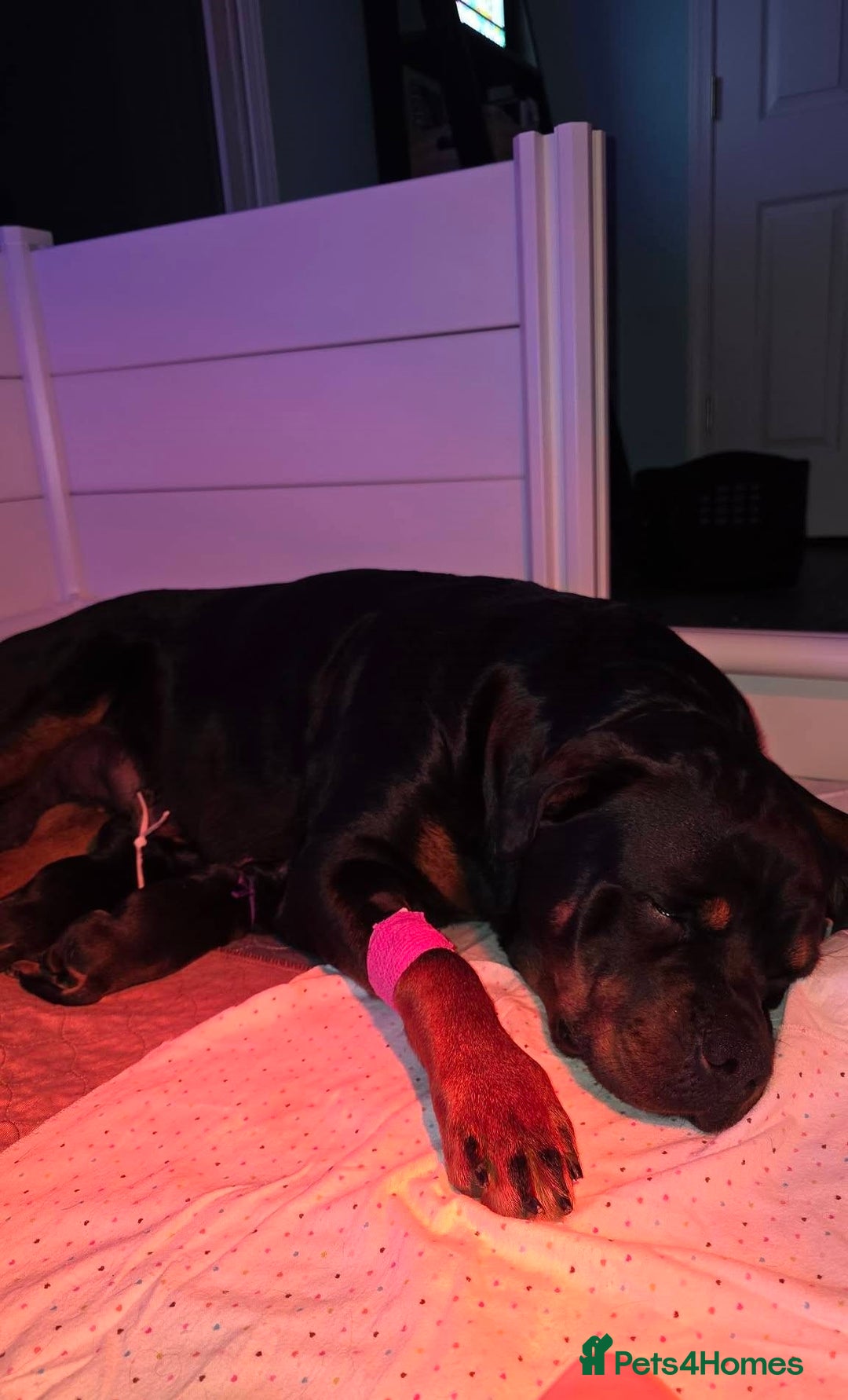 Rottweiler dogs for sale: outstanding Rottweiler pups excellent bloodlines. - Advert 6