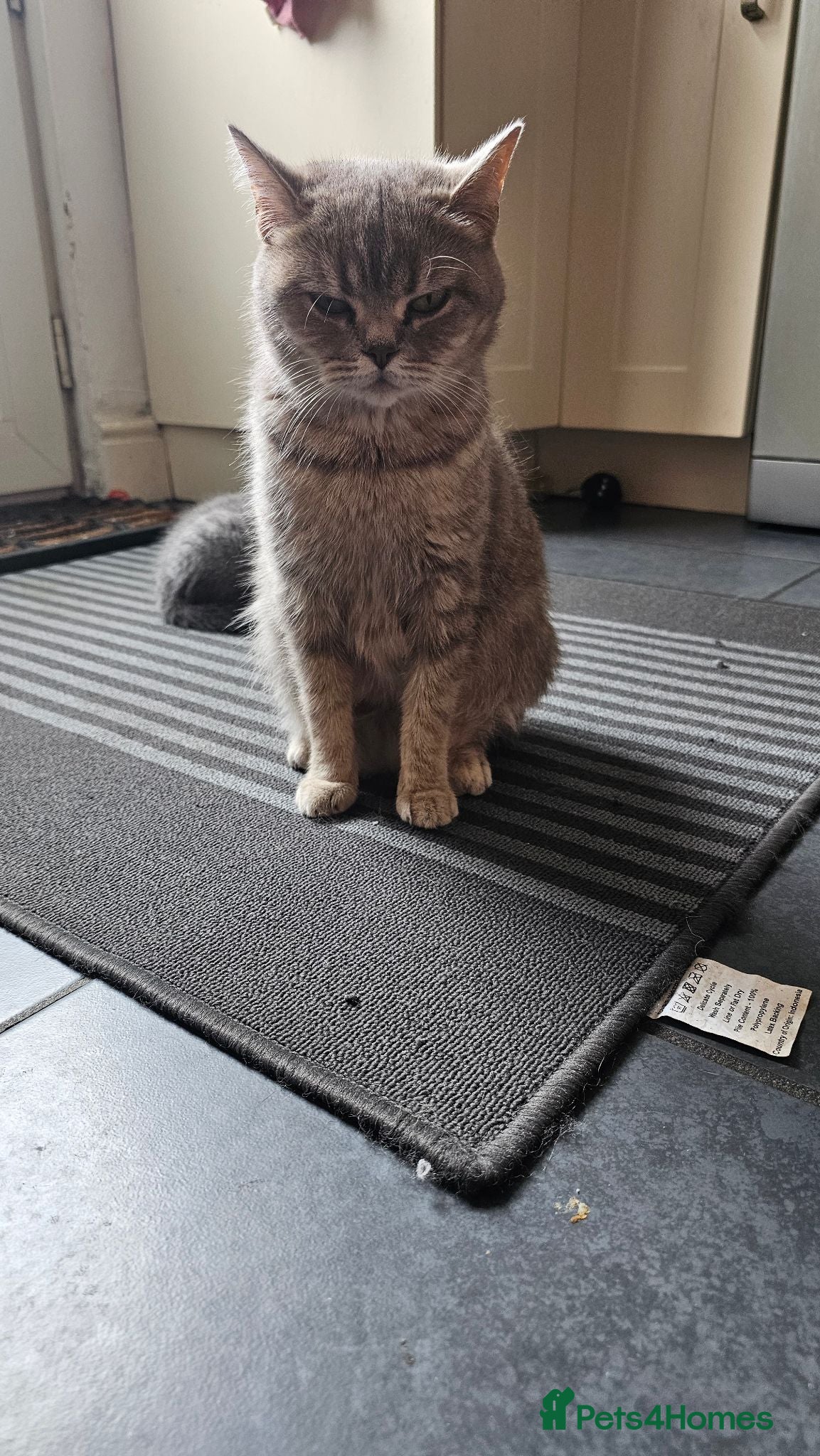 Mixed Breed cats Mixed short haired  - Advert 3