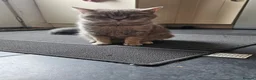 Mixed Breed cats for sale: Mixed short haired  in Ripley - Advert 1