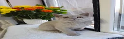 British Shorthair cats for sale: 💜 Lilac British Shorthair Kittens 💜 - Advert 1