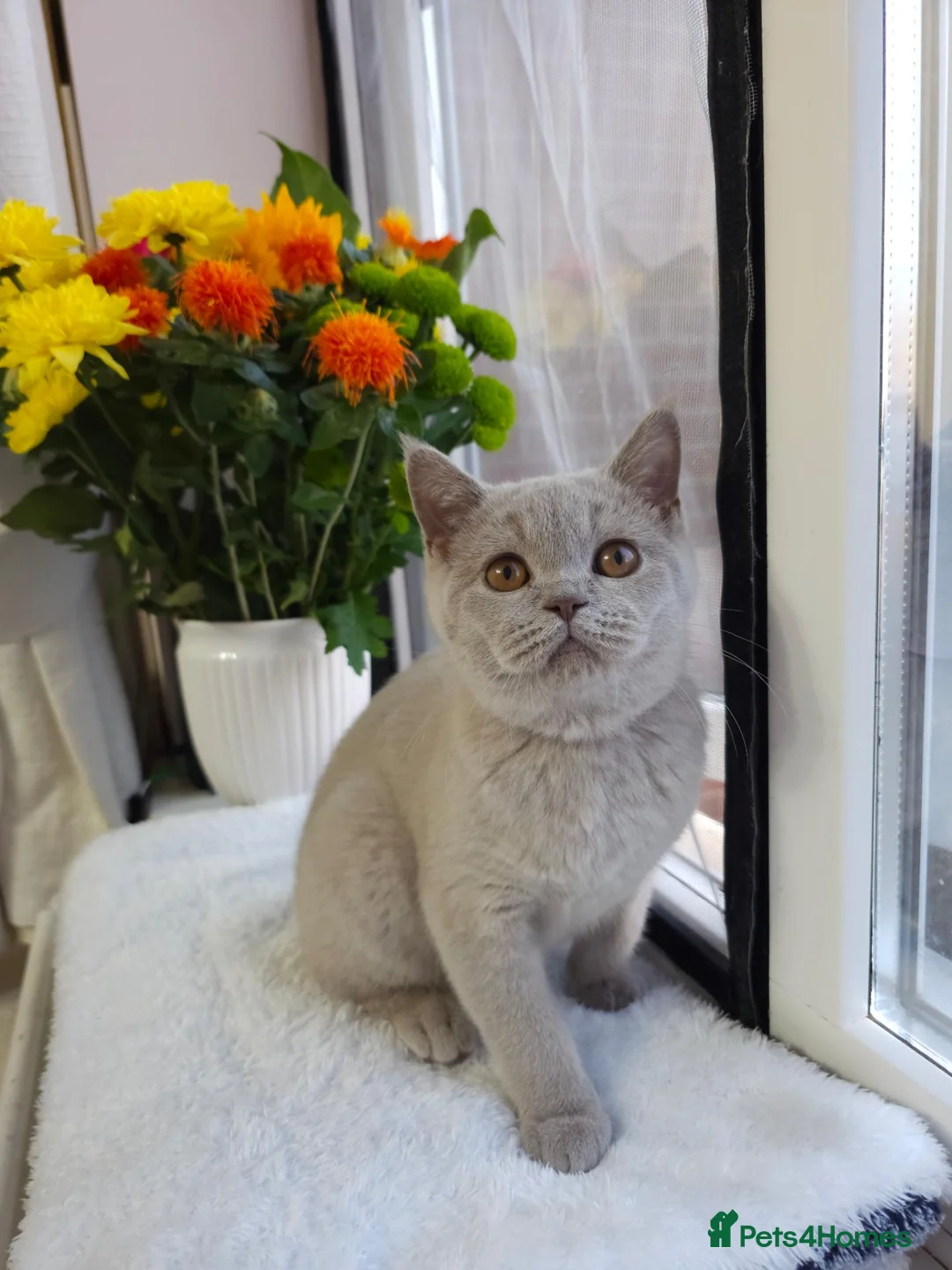British Shorthair cats for sale: 💜 Lilac British Shorthair Kittens 💜 - Advert 1