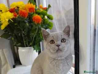 British Shorthair cats 💜 Lilac British Shorthair Kittens 💜 - Advert 3