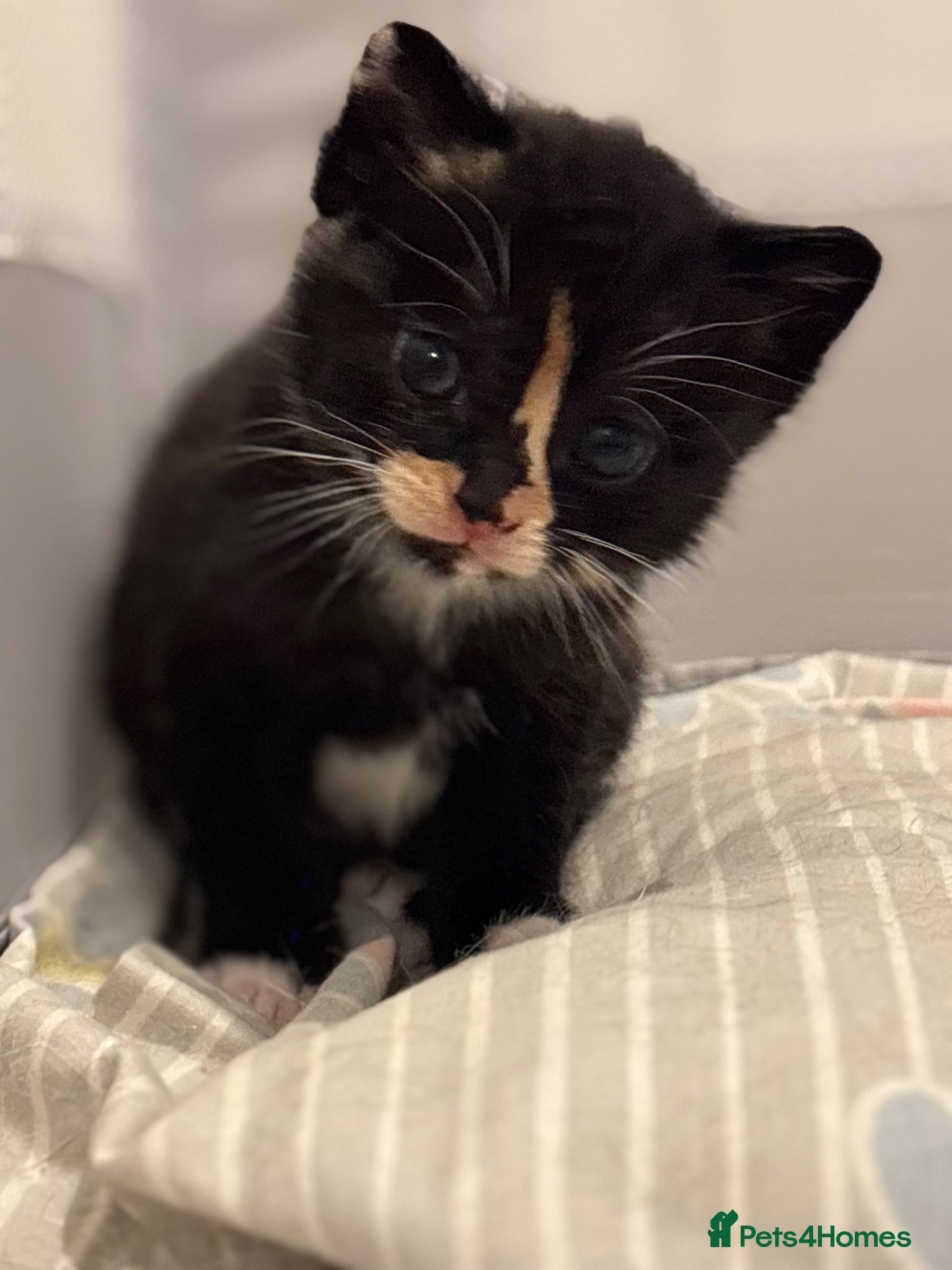 Mixed Breed cats Kittens - Advert 17