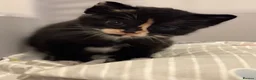 Mixed Breed cats for sale: Kittens in Telford - Advert 1