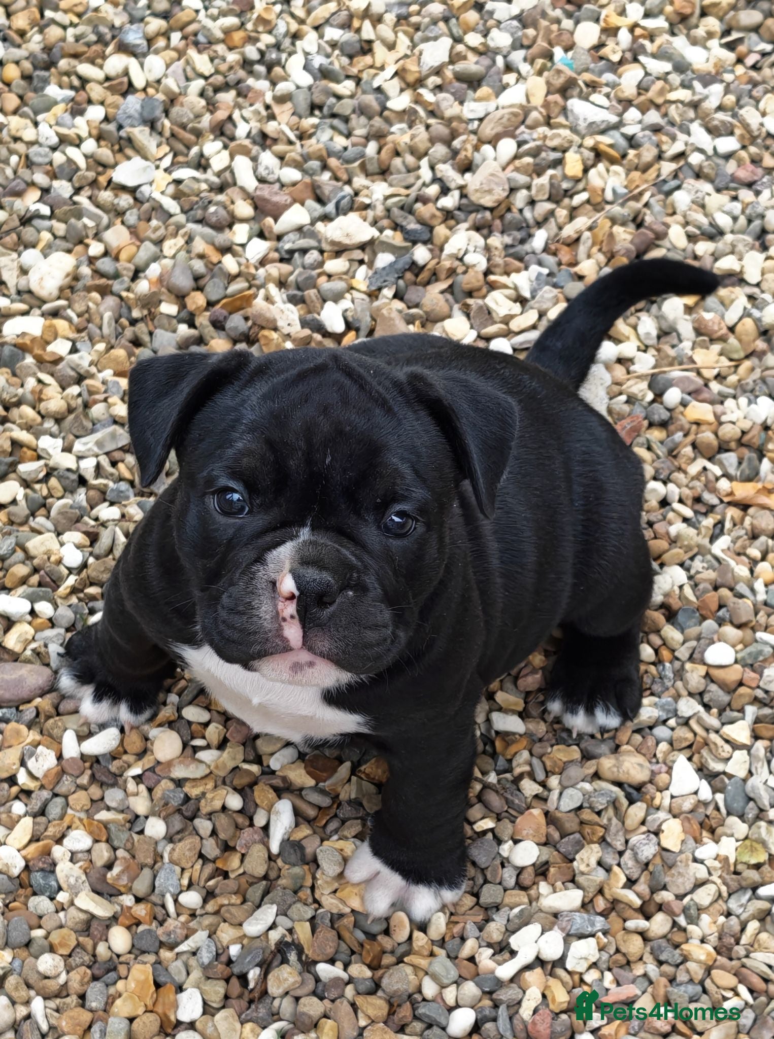 Mixed Breed dogs English bulldog x standard American bully  - Advert 1