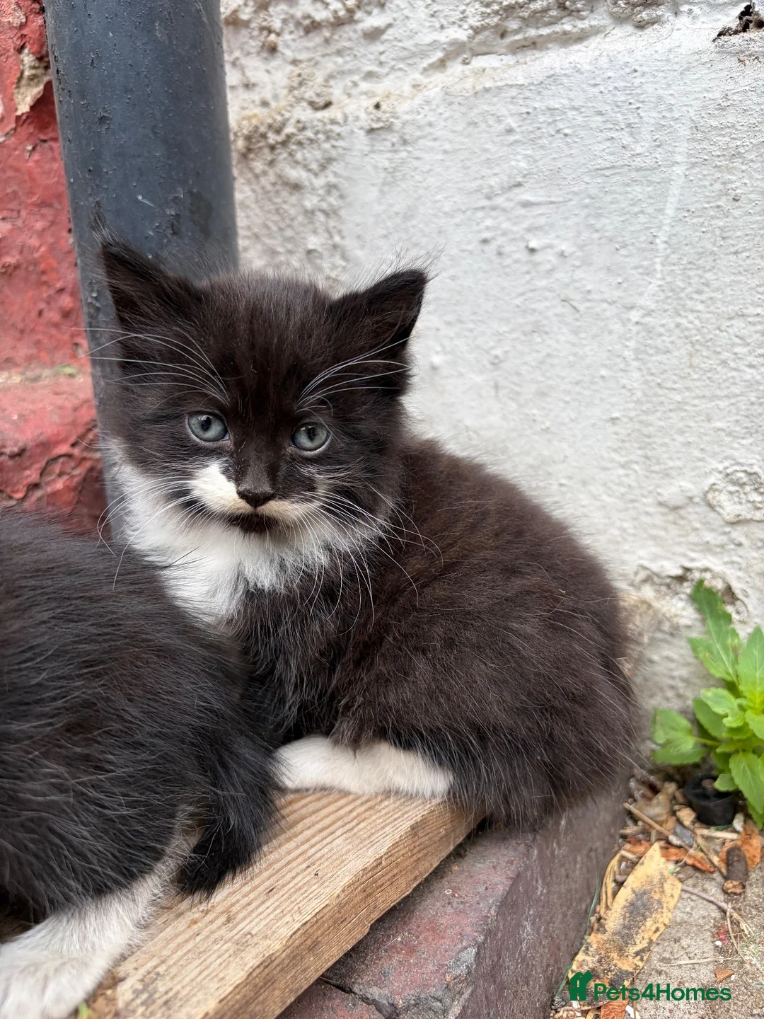Mixed Breed cats for sale: 5 cute cats looking for new home  - Advert 2