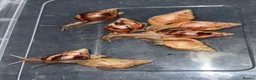 Snails invertebrates for sale: Giant African land snails ready for homes!  - Advert 5
