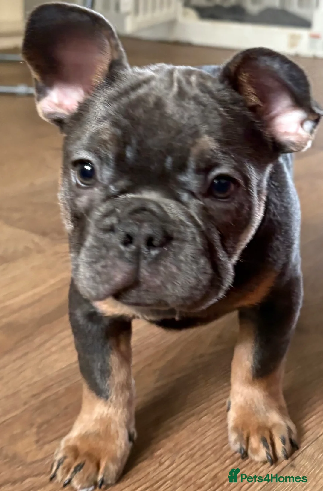 French Bulldog dogs for sale: mrs karen  - Advert 7