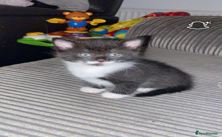 Mixed Breed cats - Advert 7