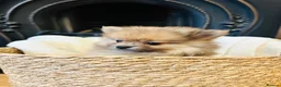 Pomeranian dogs for sale: Teddy bear face Pomeranian Pups - Advert 3
