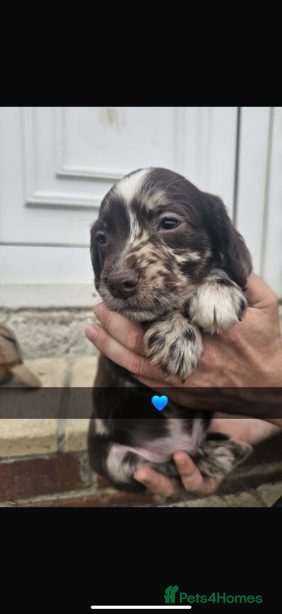Cocker Spaniel dogs for sale: Gorgeous cocker spaniel puppies ready for new home - Image 4