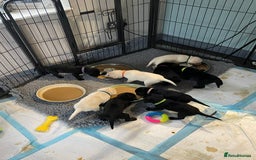 Labrador Retriever dogs for sale: Equal parts adventure and sofa buddies (Labradors) - Image 28