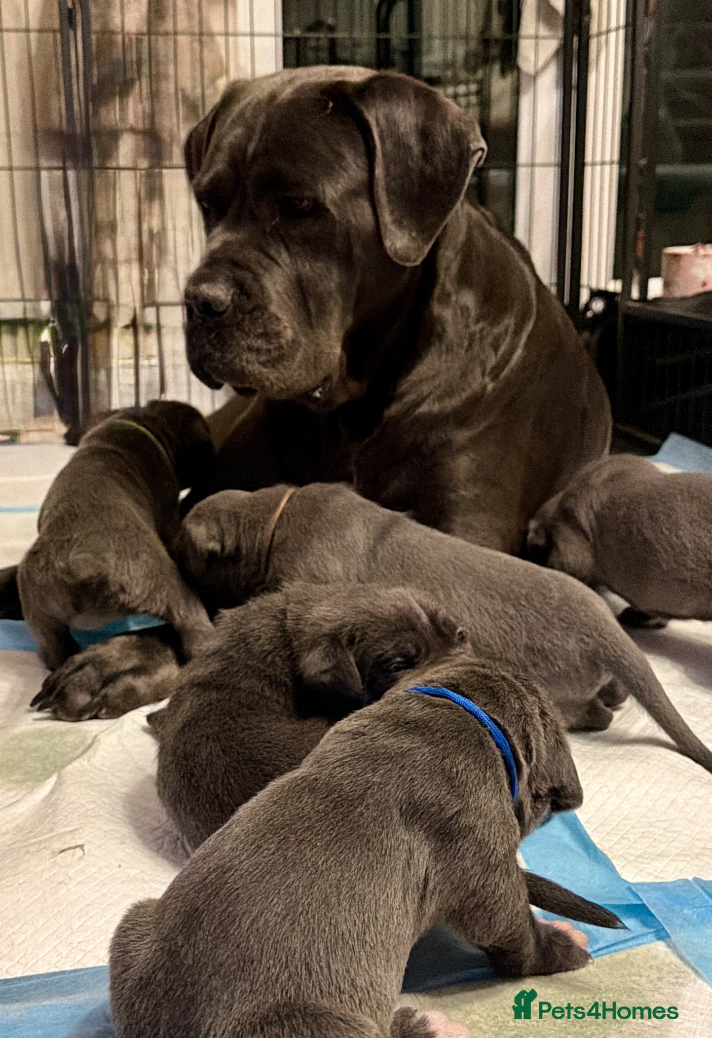 Cane Corso dogs 🐾 Outstanding Cane Corso Puppies 🐾 - Advert 2