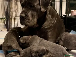 Cane Corso dogs 🐾 Outstanding Cane Corso Puppies 🐾 - Advert 4