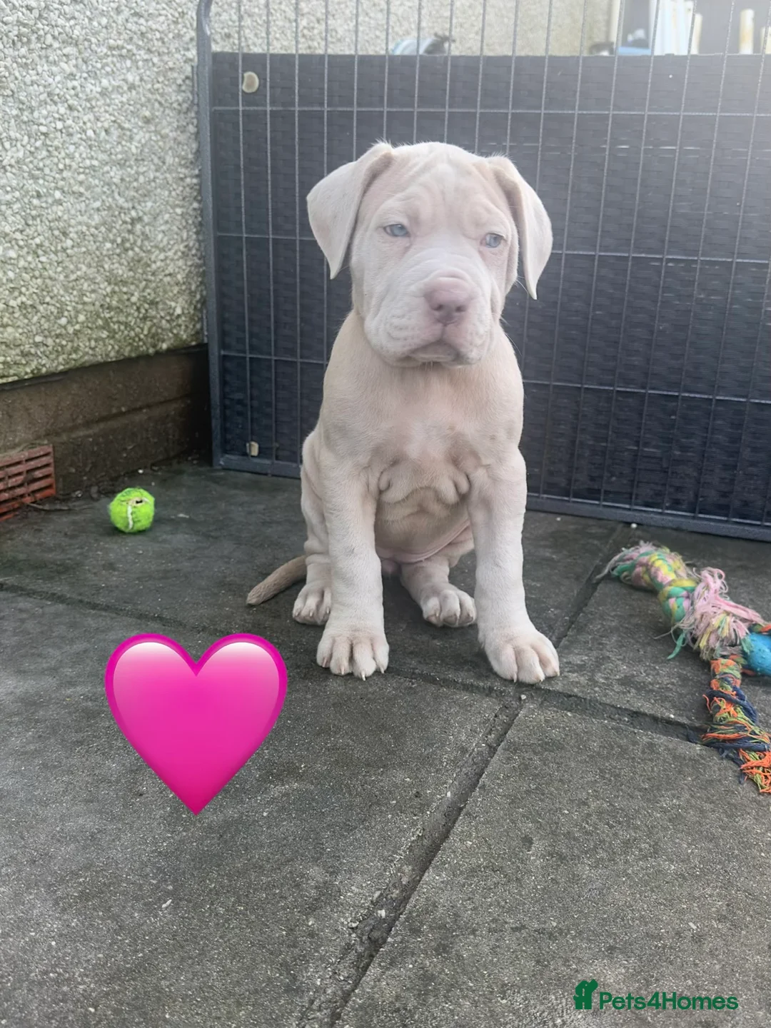 Mixed Breed dogs for sale: Presa X Neo puppies R2G! last available female  - Advert 20