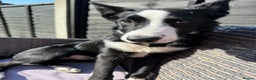 Border Collie dogs for sale: Finnan 10 months old. Border collie - Advert 5