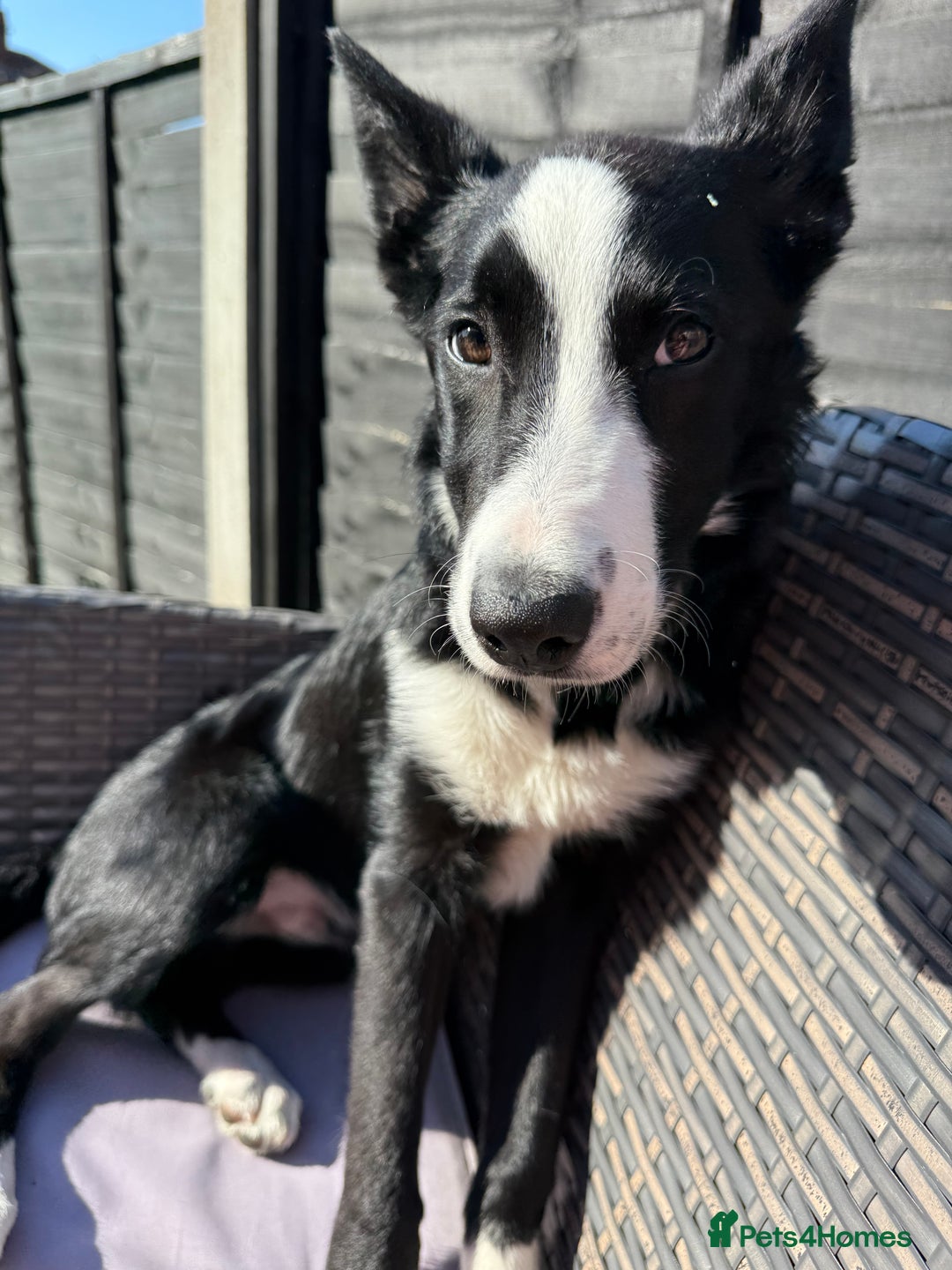Border Collie dogs for sale: Finnan 10 months old. Border collie - Image 5