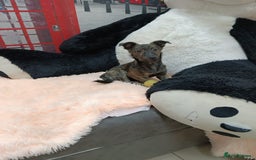 Mixed Breed dogs for adoption: 💖🐶 PRADA 🐶💖 - Image 9