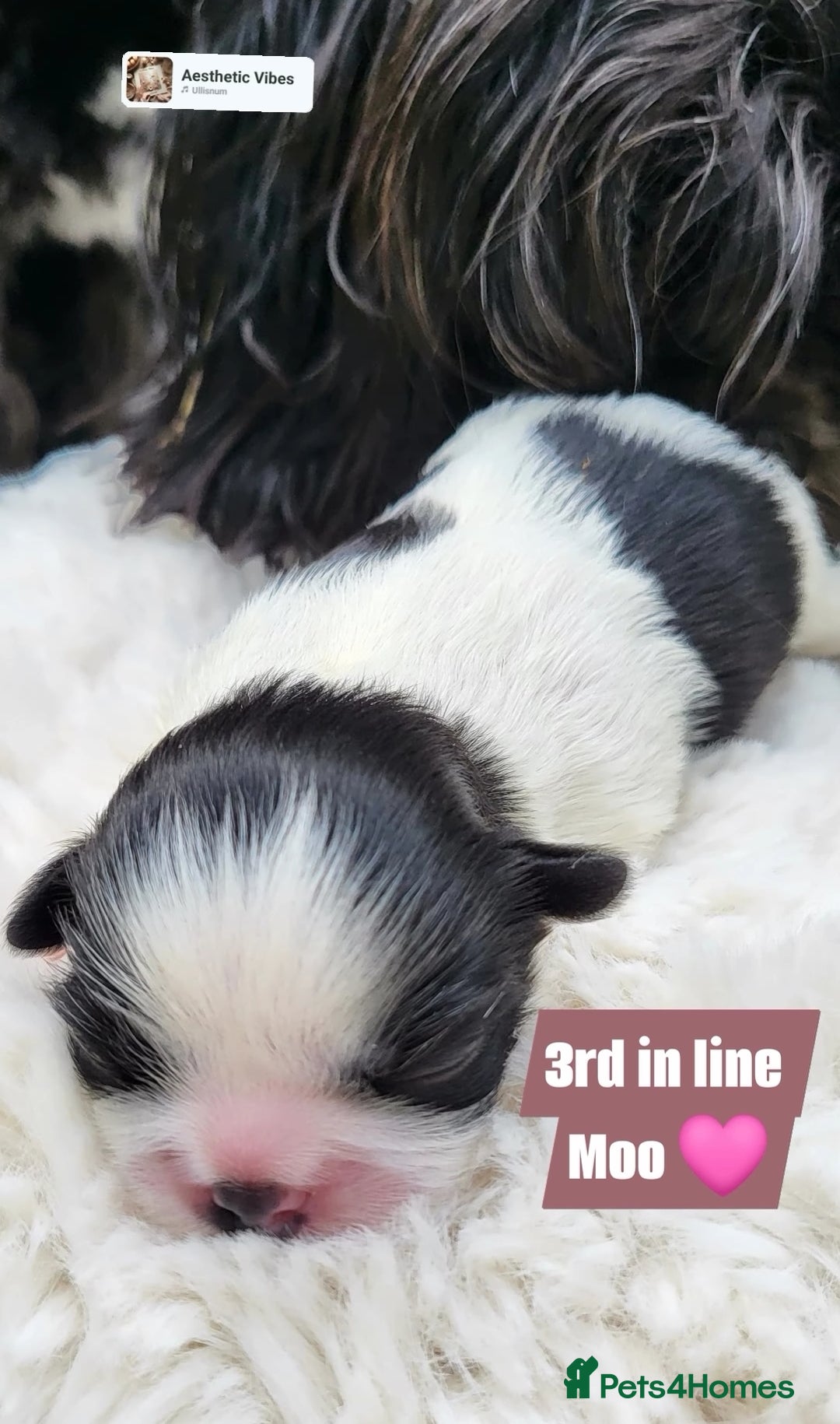 Shih Tzu dogs for sale: Baby shih  tzu puppies - Image 7