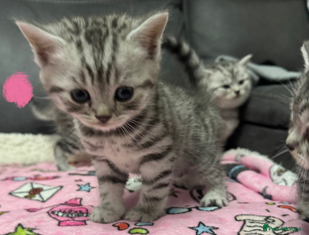 British Shorthair cats for sale: GCCF REGISTERED SILVER TABBY & SPOTTED BSH KITTENS - Advert 29
